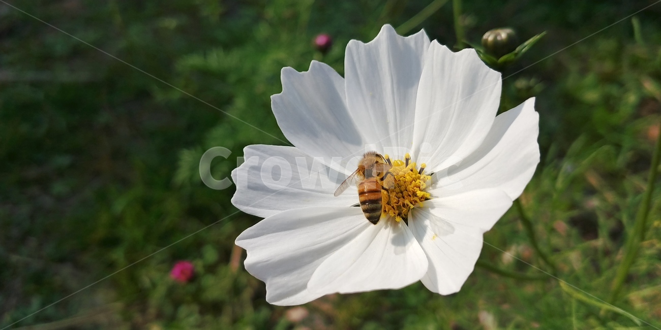 코스모스,벌,꽃,가을,가을풍경,자연,식물,곤충,백그라운드,배경,commoncosmos,bee,flower,가을,계절,fall,autumn,season,식물,자연,plants,nature,꽃,flower,동물,animal,곤충,벌레,insect,bug,invertebrate,무척추 동물,plant,honey bee,꿀벌