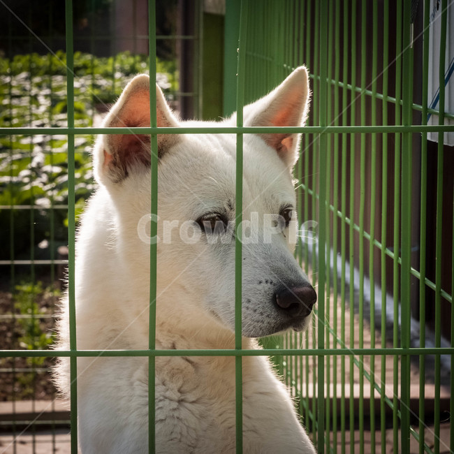 개,백구,진돗개,애완견,멍구,동물,animal,포유류,mammal,개,강아지,dog,doggy