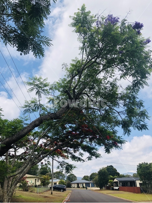 나무,australia,호주,tree,treetrunk