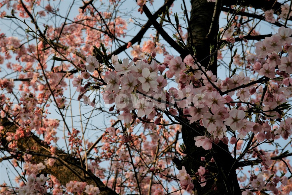 봄,벚꽃,벚꽃나무,벚꽃놀이,식물,봄,계절,spring,season,식물,자연,plants,nature,꽃,flower,plant,blossom,cherry blossom