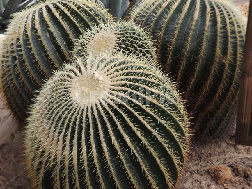 plant,식물,cactus,선인장,자연,풀