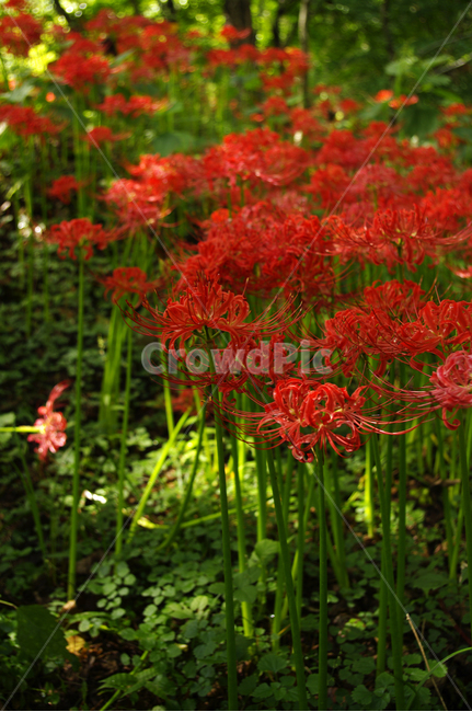 꽃무릇,꽃,꽃밭,식물,flower,식물,자연,plants,nature,꽃,flower