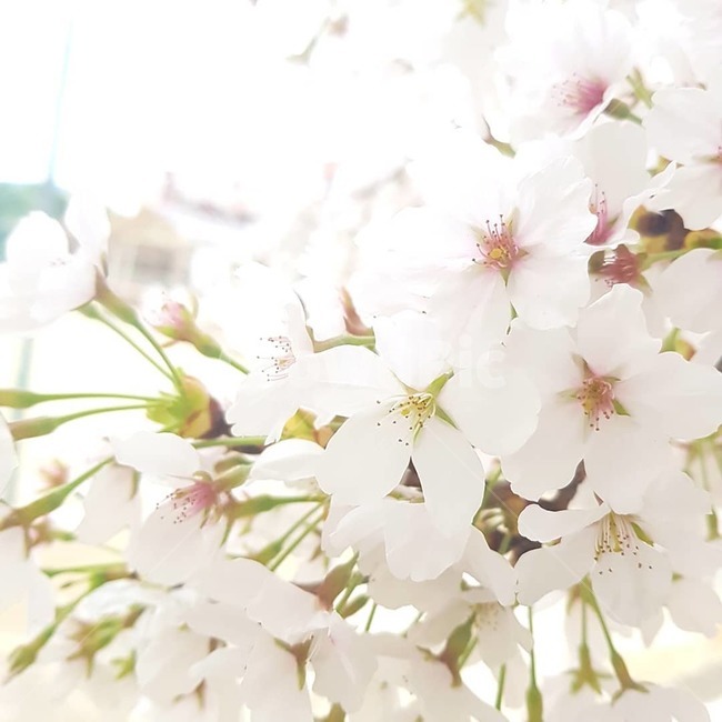 벗꽃,봄,꽃,흰색,희망,봄,계절,spring,season,식물,자연,plants,nature,꽃,flower,plant