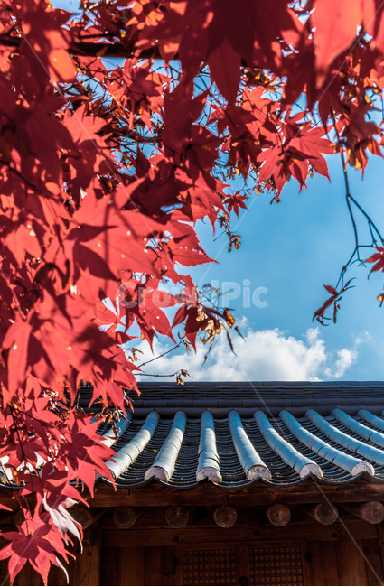 단풍,가을,낙엽,기와,서정,구름,하늘,전통기와,지붕,가을,계절,fall,autumn,season,한국전통,한국문화,korean traditional,korean culture,식물,자연,plants,nature,plant,leaf,잎,tree,나무