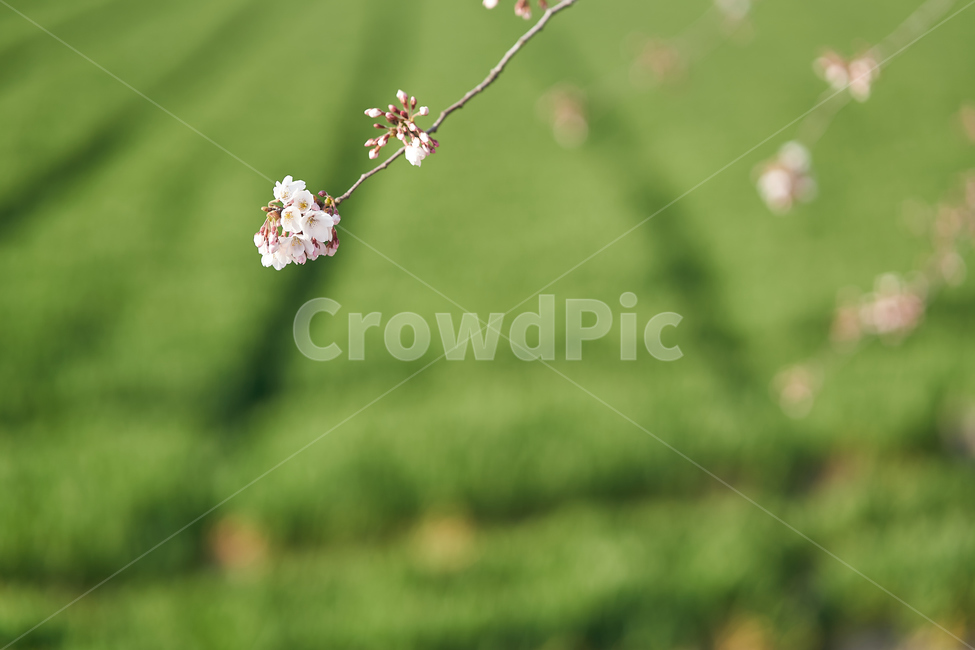 spring,flowers,botanical,봄,꽃