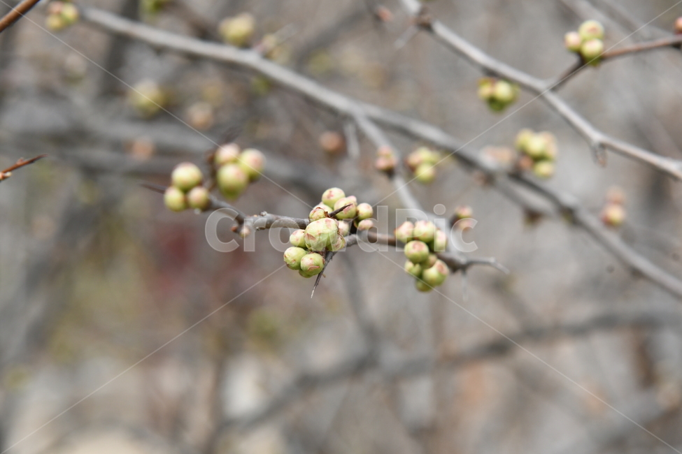 산수유,꽃,식물,나무,가지,하늘,자연,야외,봄,햇빛,햇살,노란색,plants,nature,계절,spring,season,flower,봄,계절,spring,season,식물,자연,plants,nature,plant