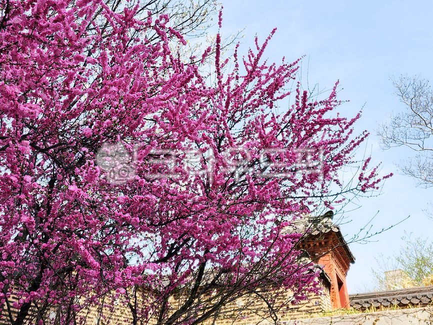 산옥매,매화,꽃,자연,봄,식물,핑크,flower,pink,spring,plants,nature