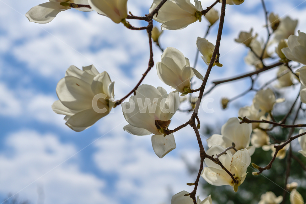 산책,목련,봄,꽃,하늘,식물,자연,plants,nature,꽃,flower