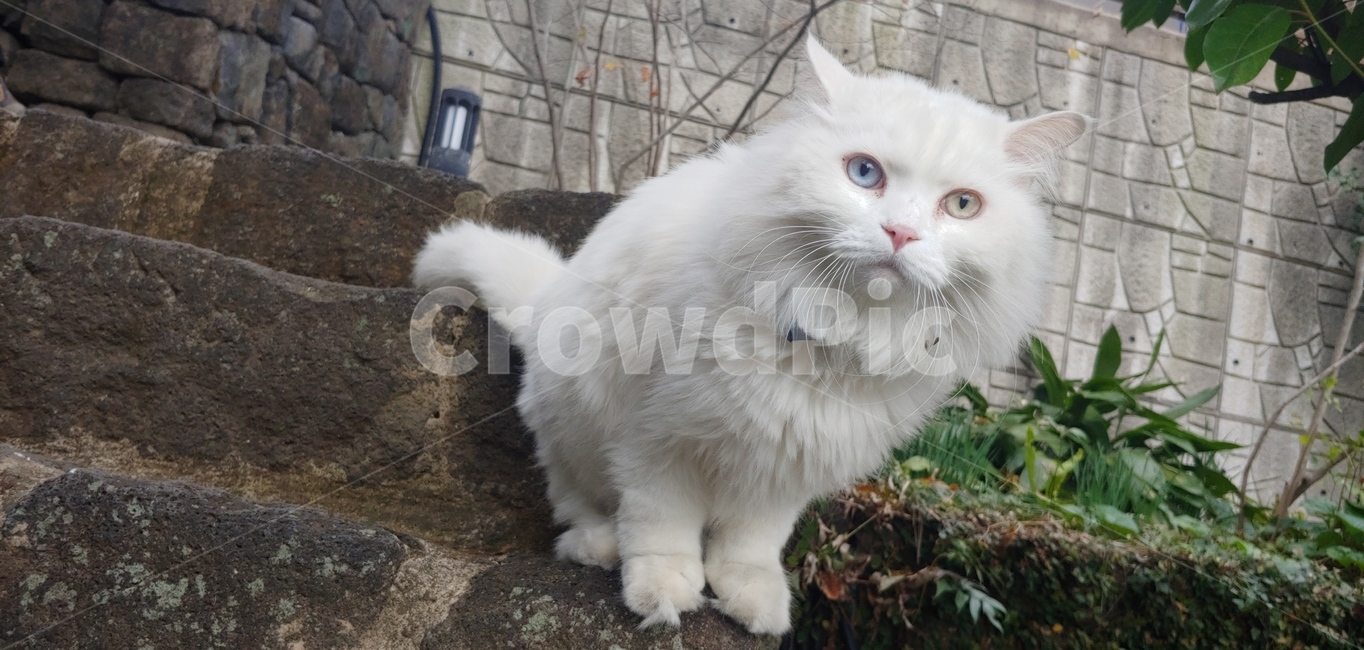 고양이,길냥이,오드아이,애완동물,반려묘