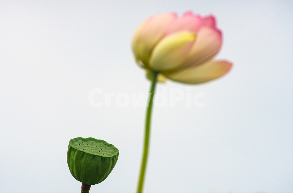 연,연밭,연방,연씨방,수생,식물,식물,자연,plants,nature,꽃,flower