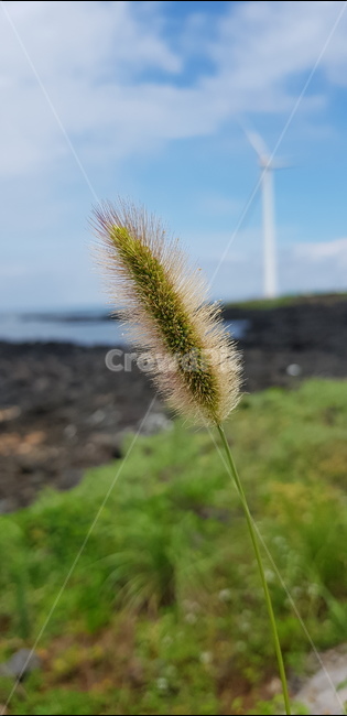 제주도,해변가,강아지,꼬리,올래길,한가로움,풍차,식물,자연,plants,nature