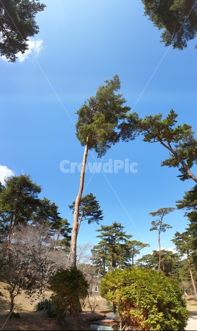 안면도,자연휴양림,소나무,숲,파노라마,풍경,자연,풍경,nature,landscape,나무,trees,wood,tree,plant,식물