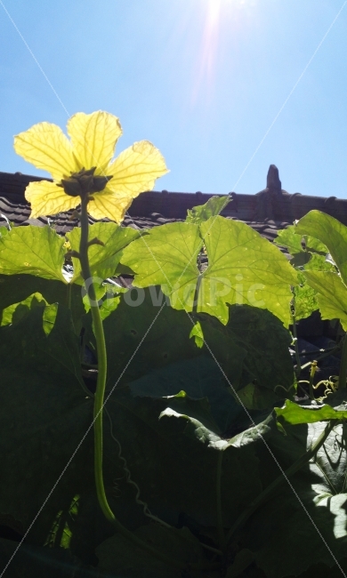 꽃,풍경,애기똥풀,호박꽃,나무,사랑,선물,호박,노란꽃,식물,자연,plants,nature,꽃,flower