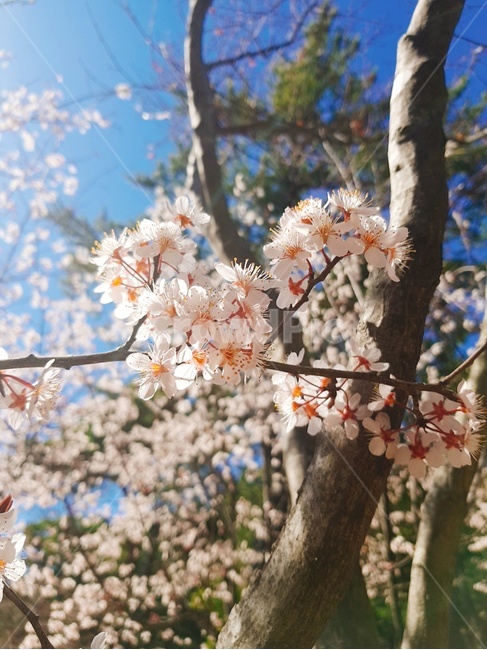 벚꽃,꽃,blossom,나무,식물
