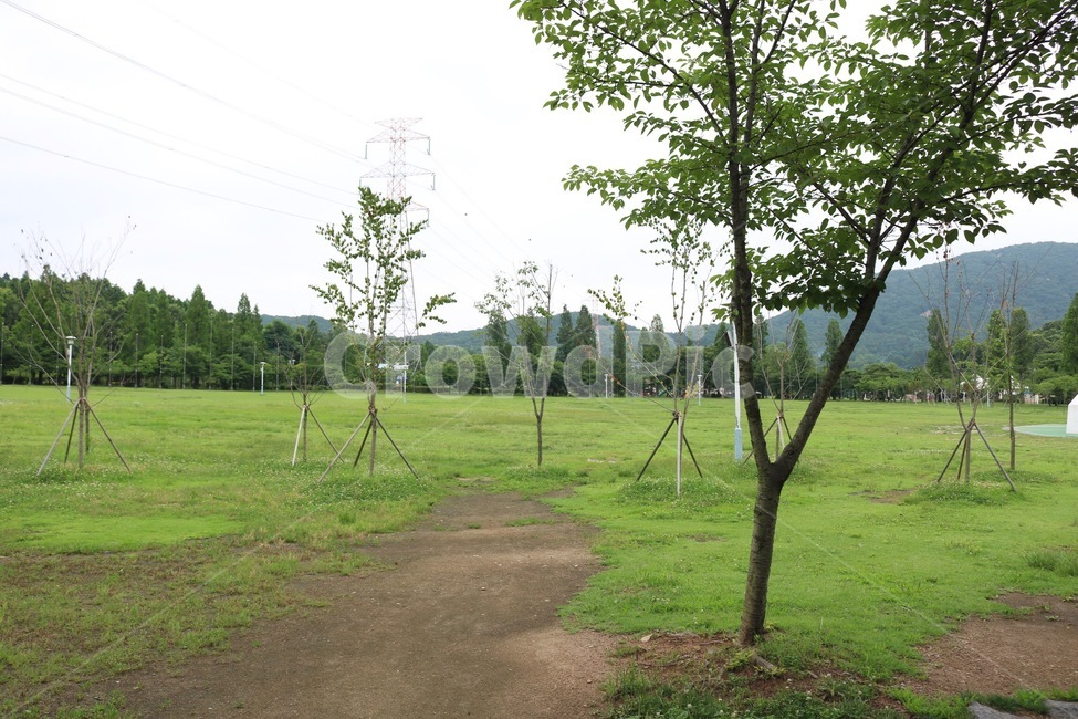 평지,나무,하늘,자연,산,초록,heichi,tree,ki,sky,sora,nature,mountain,yama,green,midori,자연,풍경,nature,landscape,식물,plants,나무,trees,wood,grass,잔디,plant,outdoors,옥외