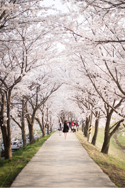 봄,벚꽃,벚꽃터널,뚝방길,봄나들이,봄소풍,Spring,꽃,꽃나무,봄꽃,cherryblossom,꽃구경,벚꽃길,꽃길,봄,계절,spring,season,자연,풍경,nature,landscape,사람들,대중,군중,other people,crowd,plant,식물,flower,blossom