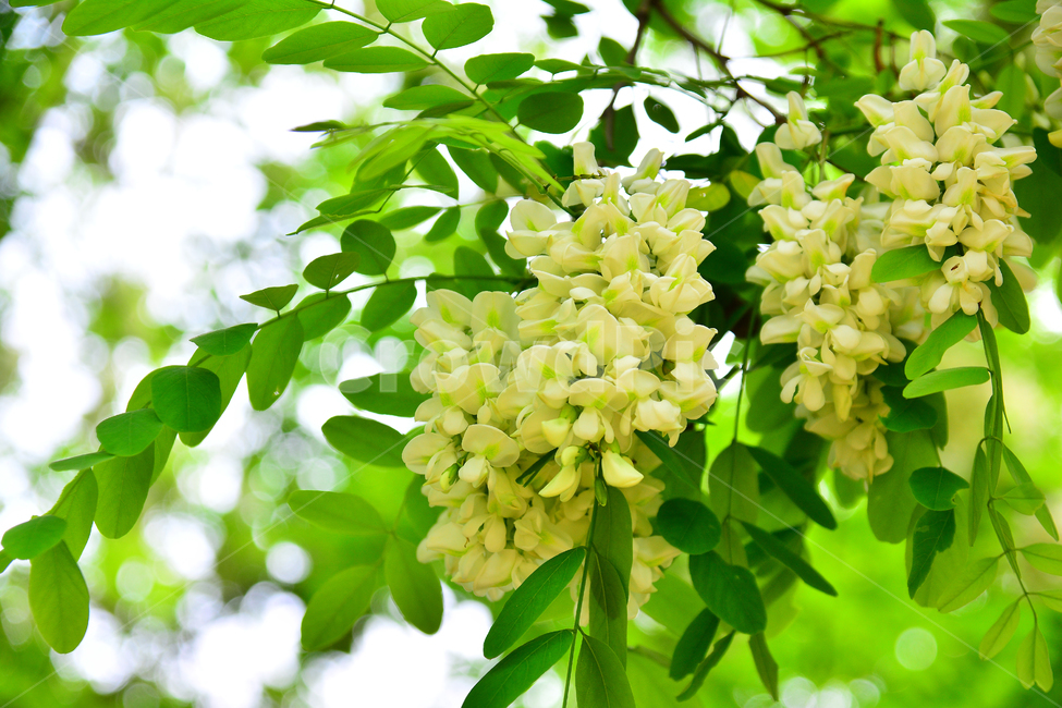 아카시아,꿀,향기,시즌,풍경,흰색,자연,식물,season,계절,5월,아름다운,flowers,귀화식물,콩과,나무꽃,향긋한,효소,식용,밀원식물,plant,fragrant,scent,aroma,식물,자연,plants,nature,꽃,flower
