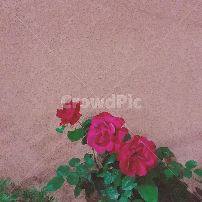 장미,꽃,rose,식물,plant,flower,blossom,화분,pottedplant