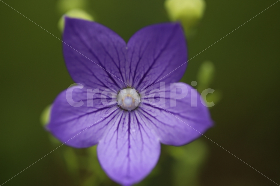 자연,식물,꽃,보라색,보라색꽃,정면,식물,자연,plants,nature,꽃,flower