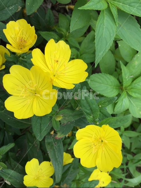 plant,식물,flower,꽃,geranium,제라늄,식물,자연,plants,nature,꽃,flower