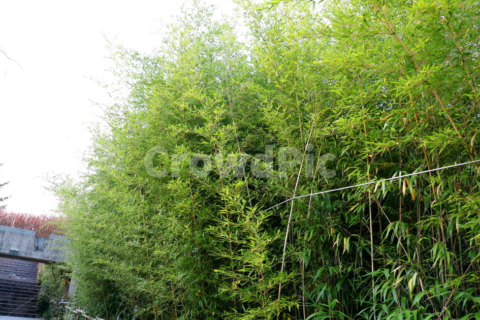 대나무,대,죽,식물,나무,자연,벼과,공원,선유도공원,자연,풍경,nature,landscape,식물,plants,나무,trees,wood,plant,tree