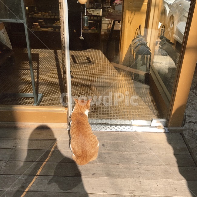 고양이,cat,카페,기다림,야옹