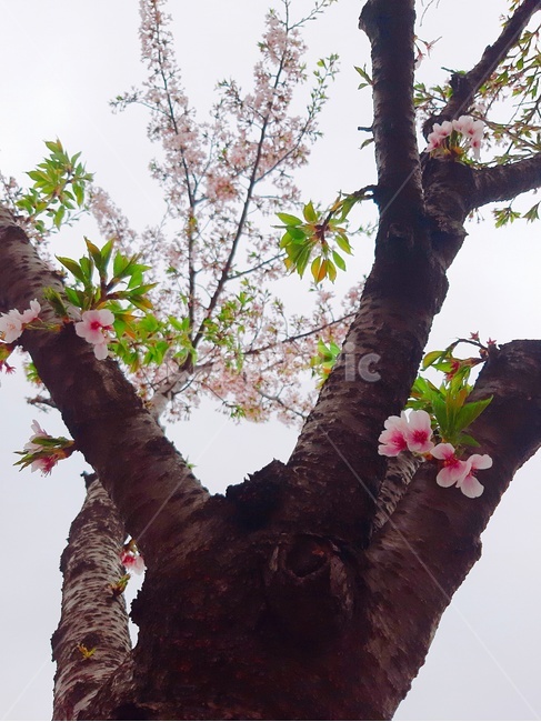 봄,봄꽃,벚꽃,식물,cherryblossoms,spring,flower,plant