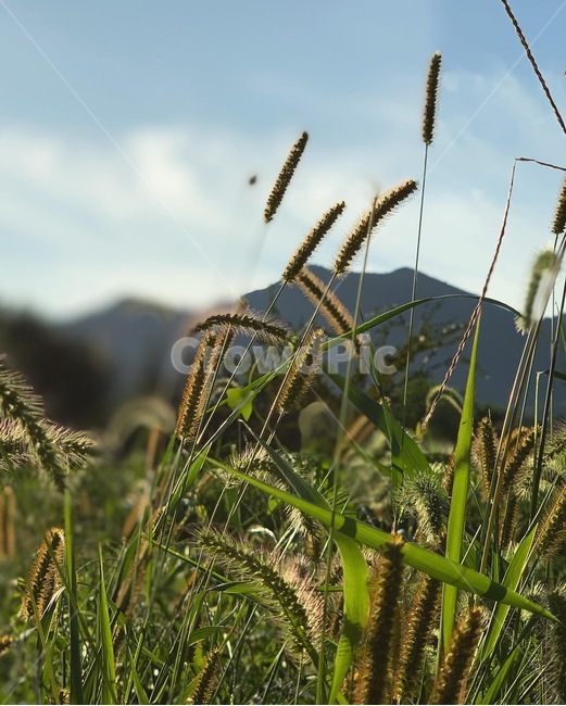 plant,식물,강아지풀,자연,풍경,풀,grass,자연,풍경,nature,landscape,vegetable,야채,food,음식,grain,곡물