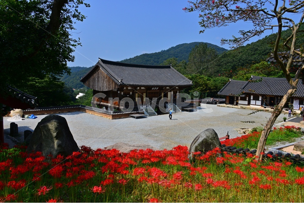 nature,자연,outdoors,옥외,plant,식물,함평,용천사,사찰,절,불교,상사화,꽃무릇,꽃무릇축제,불상,석상