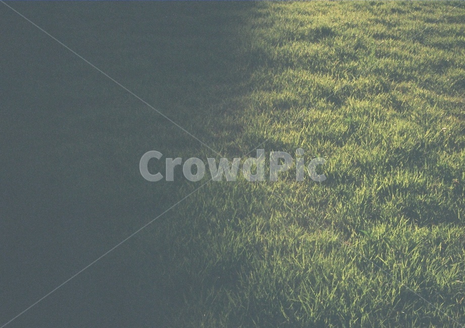 필름,필름사진,소풍,감성,감성사진,tree,잔디,grass,식물,plant,나무