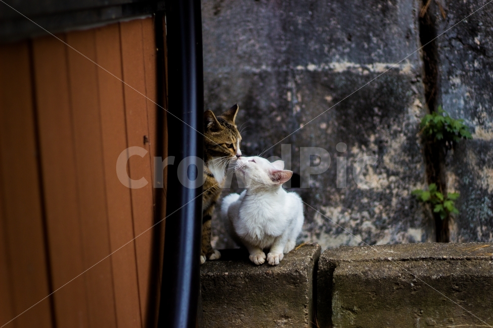 고양이,길고양이,동물,cat,포유류,감성,일상,DSLR,100D,canon,코숏,가을,animal,kitty,길냥이,반려동물,편안,분위기,자연스러움,자연,따뜻함,고양이커플,사랑,고양이부부,흰고양이,키스,동물,animal,포유류,mammal,고양이,cat,kitten,kitty,연인,커플,사랑,lover,couple,감정표현,기분,feeling,emotion