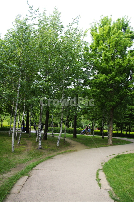 공원,초록,잎,나무,식물,plant,자연,nature,숲,길