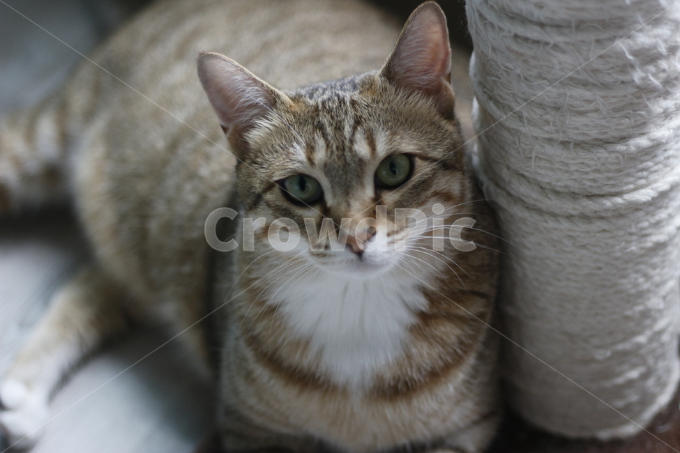 동물,고양이,반려동물,애완동물,반려묘,cat,pet,animal,kitten,길고양이,집사,코리안숏헤어,코숏,동물,animal,고양이,cat,kitten,kitty