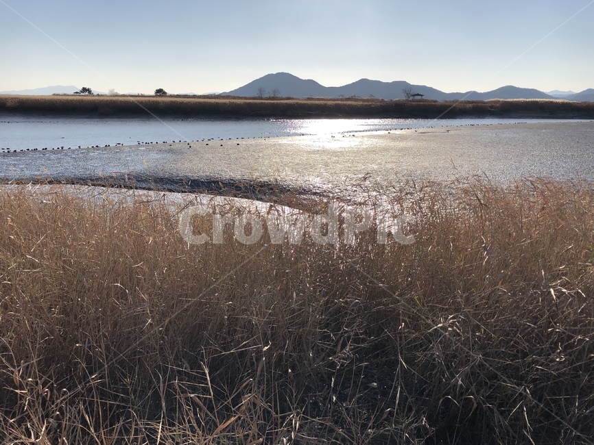 plant,식물,nature,자연,land,outdoors,옥외,순천만,습지,갈대,reed,갯벌,mudflat,겨울,winter,맑음