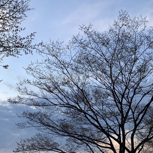 하늘,sky,cloud,나무,tree,구름