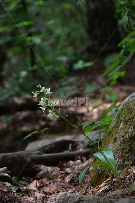 제비난초,야생화,생태,식물,자연,꽃,힐링,플라워,wildflower,flower,plants,nature,season,감성,느낌,emotion,feeling,초본,난초과,제비난초속,식물,자연,plants,nature,꽃,flower