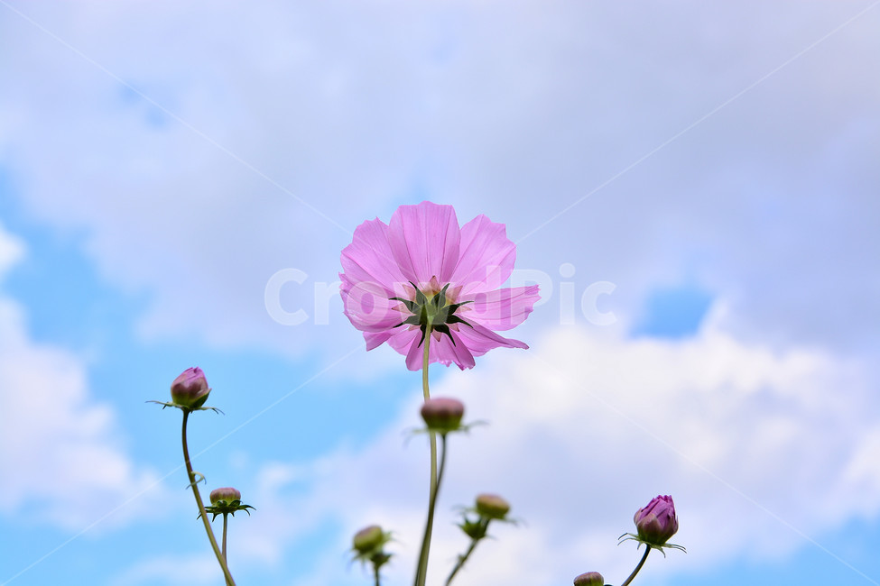 코스모스,하늘,풍경,구름,꽃,가을,계절,fall,autumn,season,식물,자연,plants,nature,꽃,flower,plant