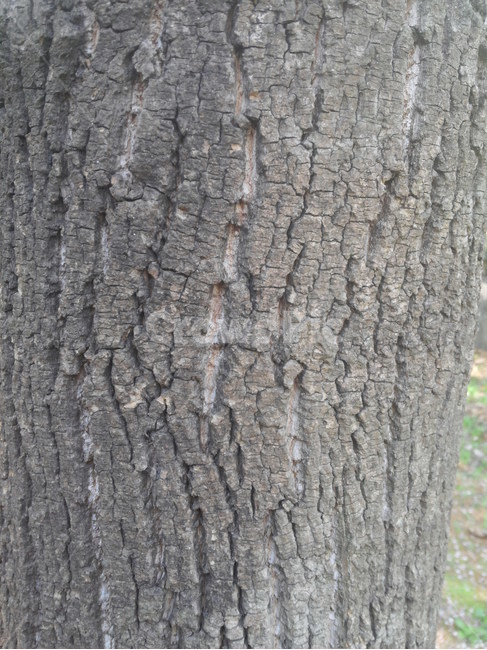 나무,껍질,고목,식물,숲,식물,자연,plants,nature,나무,trees,wood