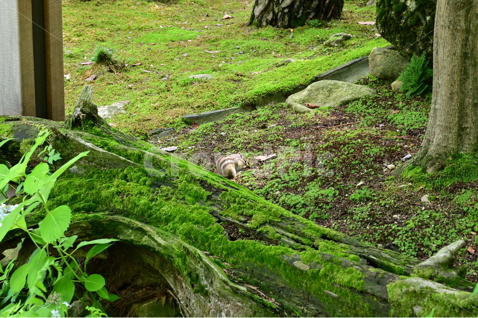 다람쥐,자연,동물,숲,squirrel