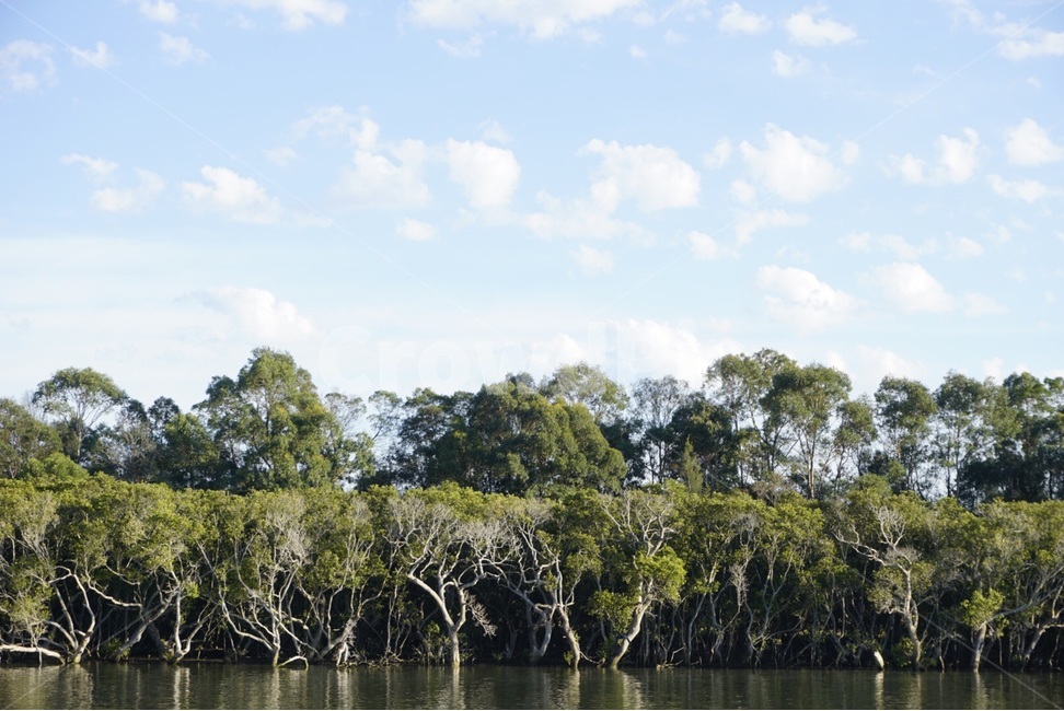 시드니,Sydney,자연,nature,풍경,scenery,하늘,sky,구름,cloud,나무,tree,호주,australia,자연,풍경,nature,landscape,해외,외국,세계,foreign,oversea,world,세계자연풍경,해외자연풍경,외국자연풍경,world nature landscape,식물,plants,나무,trees,wood,outdoors,옥외,land,땅,plant,vegetation,초목,rainforest,열대 우림,water,물,jungle,밀림