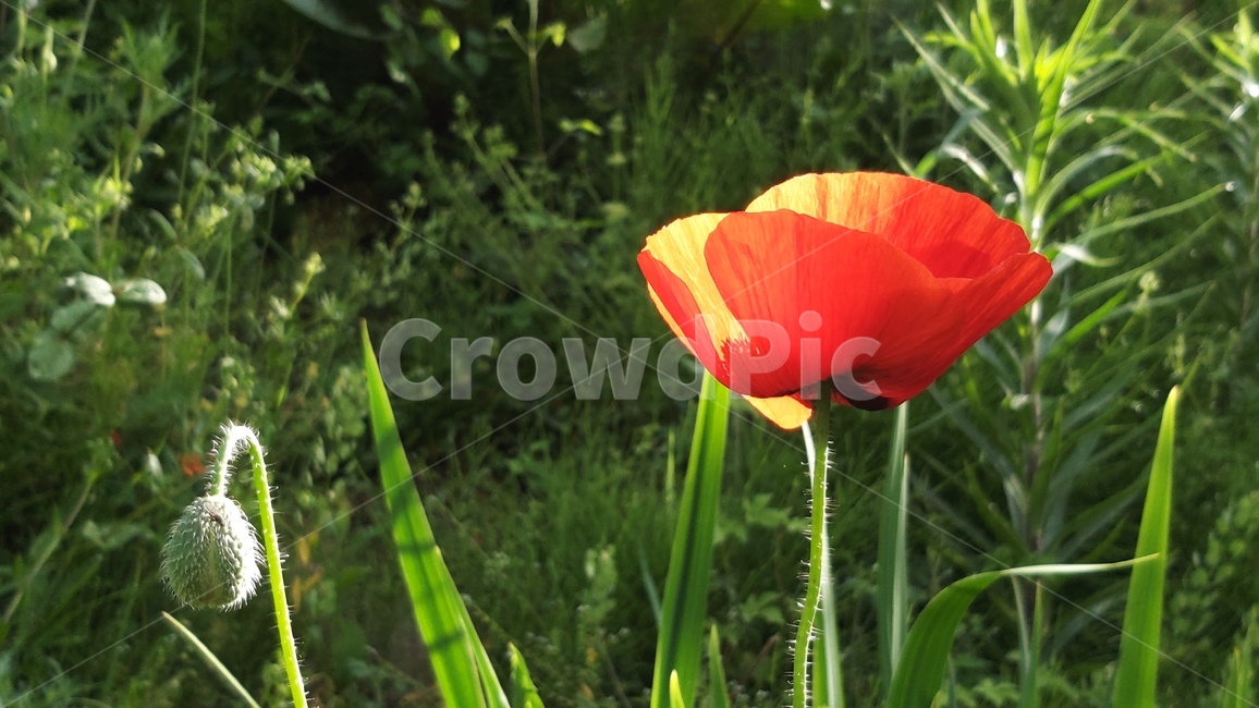 꽃,꽃양귀비,식물,햇살,꽃봉오리,활짝핀,풀,정원,redflower