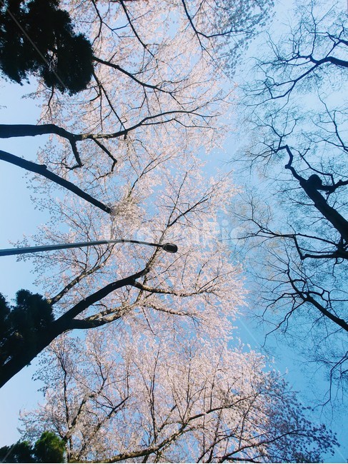 벚꽃,cherryblossom,さくら,분홍,봄