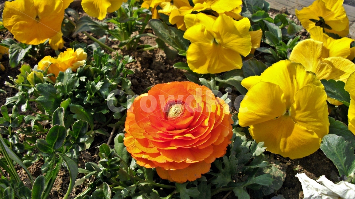 꽃,자연,식물,꽃잎,암술,수술,봄,spring,nature,bloom,petal,floral,scent,beautiful,plant,flower,식물,자연,plants,nature,꽃,flower