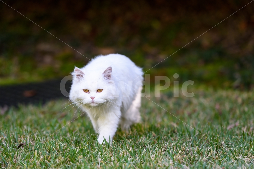 고양이,고양이사진,동물,감성,야옹이,동물,animal,포유류,mammal,고양이,cat,kitten,kitty
