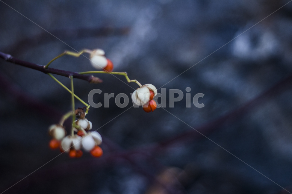 열매,꽃,봉우리,꽃봉우리,발아,식물,자연,plants,nature,과일,열매,fruit