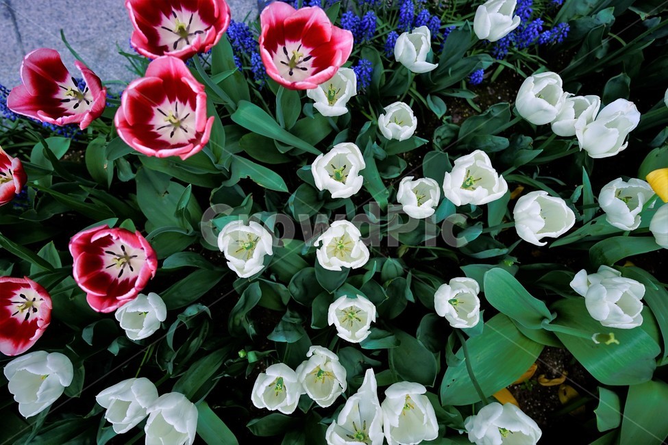 튤립,봄,bloom,꽃,식물,자연,화사함,꽃향기,tulip,colorful,floral,flower,gardenflowers,happymind,life,nature,plant,spring봄,spring,식물,자연,plants,nature,꽃,flower