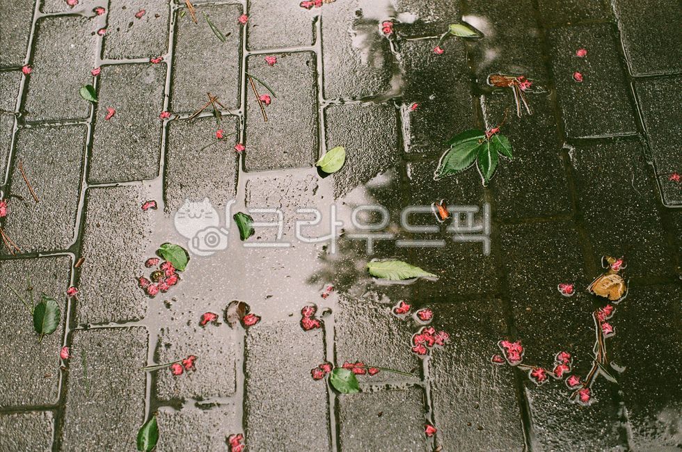 rain,city,pattern,Pilka,water drop,petal,Standing water,plant,Rainy Day,film camera