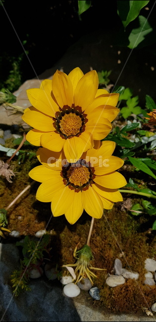 꽃,자연,식물,풀,들풀,들꽃,야생화,plants,nature,flower,배경,분홍,봄,여름,감성,노랑,해바라기