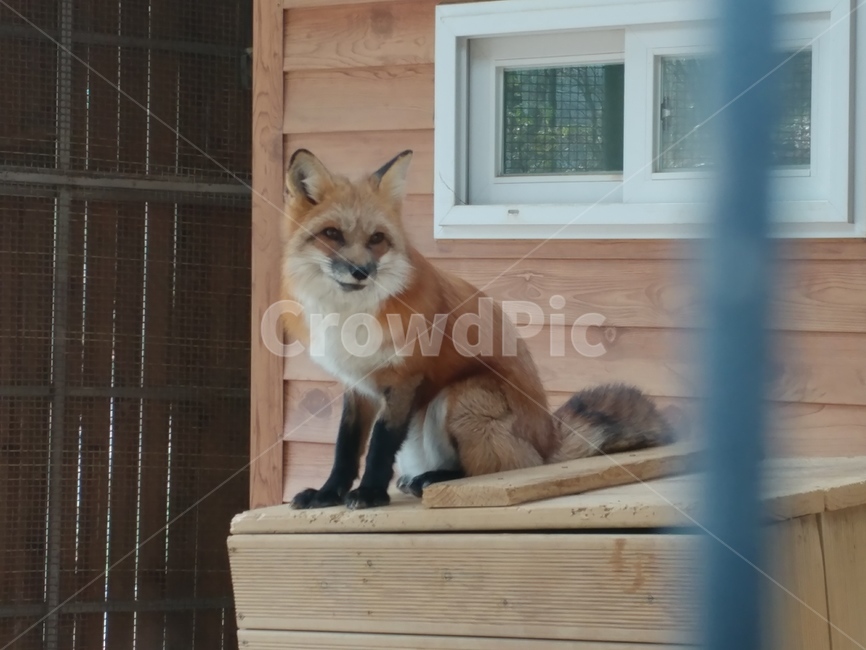 붉은여우,redfox,동물,자연,여우