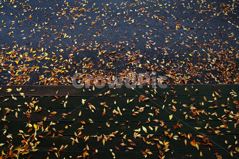 단풍,낙엽,나뭇잎,가을,계절,쓸쓸한,외로움,배경,가을,계절,fall,autumn,season,flock,대군,animal,동물